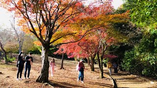 秋の京都嵐山　紅葉の様子🍁 Autumn leaves in Arashiyama, Kyoto 2023年11月18日(土)