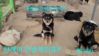 블랙탄진돗개 6쌍둥이 모견(진주)~딸(아랑).안색이란?? Korean Jindo Dog.