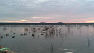 Duck Hunting Teal, September 2016, Texas