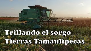 Trillando el sorgo en Tamaulipas