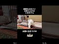 寝癖 寝起き 寝起きの顔 ねぐせ お顔 お家 おうち かしこい ハウス house goodvibes 子犬 小犬 マルチーズ こはる わんこ kawaii cu