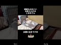 寝癖 寝起き 寝起きの顔 ねぐせ お顔 お家 おうち かしこい ハウス house goodvibes 子犬 小犬 マルチーズ こはる わんこ kawaii cu