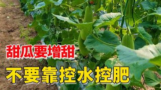 甜瓜要增甜，不要再靠控水控肥了，影響產量【付老師種植技術團隊】