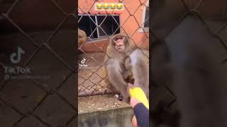 Angry monkey snatches banana and destroys it #cute #tiktok #tiktokvideo #monkeys