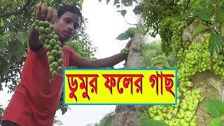 ডুমুর ফলের গাছ || Fig Fruit || হাজেরা ভিশন