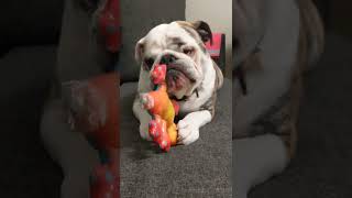 English Bulldog Judah destroyed his Toy