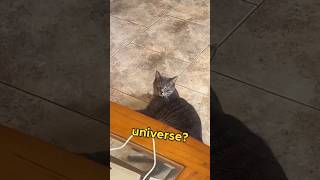 Ollie and Earl try to discuss the universe. 😹 #wildlife #cats #voiceover #shorts #shenanigans