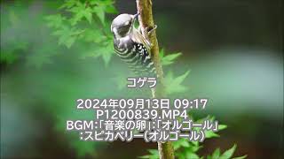 コゲラ：2024年09月13日動画撮影。