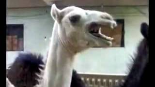 ticklish camel