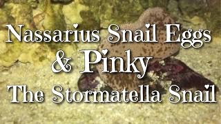 Nassarius Snail Eggs \u0026 Pinky the Stormatella Snail