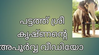 ഗജസാമ്രാട്ട് പട്ടത്ത് ശ്രീകൃഷ്ണൻ അപൂർവ്വ വീഡിയോ..