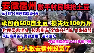 每天上千村民到地里捡土豆！连续4天明目张胆的拿，安徽宿州承包商500亩土豆被偷近100万斤，预估损失60万！这下没人敢去宿州投资了#中国 #安徽宿州#土豆事件#民生