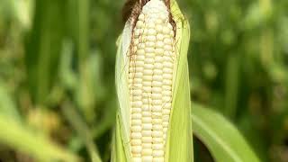 White Corn