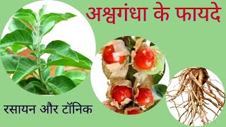 Ashwagandha ke fayde | अश्वगंधा के फायदे | ashwagandha ke fayde in hindi | ashwagandha benefits |