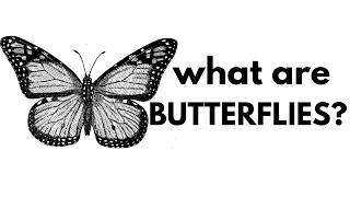 What Are Butterflies