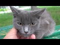 cute grey cat waiting for food from me