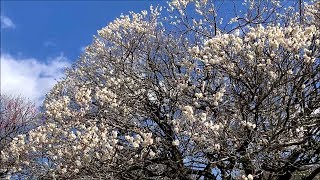 2019　1/21　南楽園の梅　例年より開花が進んでいます！　～愛媛県宇和島市津島町～