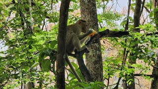 വാഴച്ചാൽ മുതൽ വാല്പാറ വരെയുള്ള കാനന യാത്ര | Jungle trek | Vazhachal to Valparai | Tamilnadu | Trip