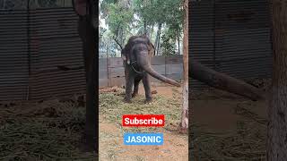 Tiruchendur elephant| யானை ஆட்டம் | #jasonic | #shorts