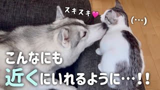 こんなに近くで一緒にいられるようになった子猫とハスキー姉妹