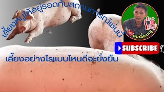 เลี้ยงหมูแบบใหนให้อยู่รอดได้ทุกสถานการณ์#ขุนหมูขาย#เลี้ยงหมูขุน