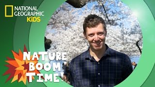 Cherry Blossom Festival | Nature Boom Time | @natgeokids