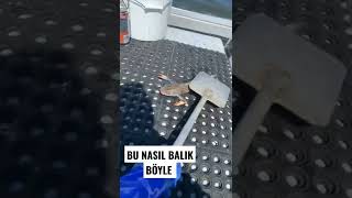 İlk defa böyle balık gördüm 🙄