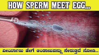 How Sperm Meet Egg In Kannada | Gfacts | how sperm meets egg
