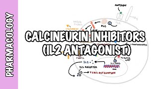 Calcineurin Inhibitors (Tacrolimus and Cyclosporine) IL2 - Mechanism of action, adverse effects