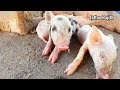 யாழில் இவ்வளவு பெரிய பன்றி இருக்கா லாபம் தரும் தொழில் large pig farm pig farm jaffna pork tamil