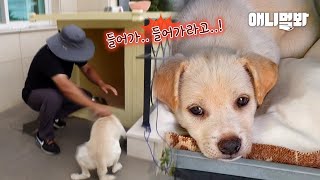 개집을 거부하는 강아지 앞에서 집을 부숴봤습니다ㅣTried Destroying House-Refusing Dog’s House In Front Of Him And… Oh My