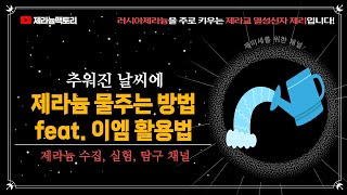 추워진 겨울날씨 제라늄 물주는 방법과 이엠(EM) 활용방법