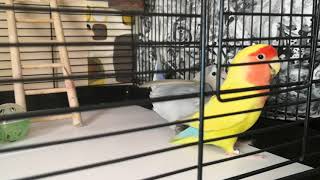 Male lovebird behaviour