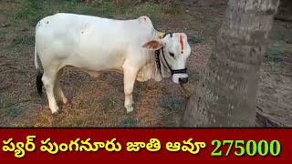 PURE PUNGANUR COW 8977009903 పుంగనూరు ఆవూ