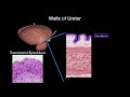 remade ureter urinary bladder and male female urethrae structures and walls