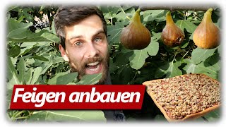 Feigen XXL Ernte und erfolgreich anbauen | Streuselkuchen Rezept mit Opa