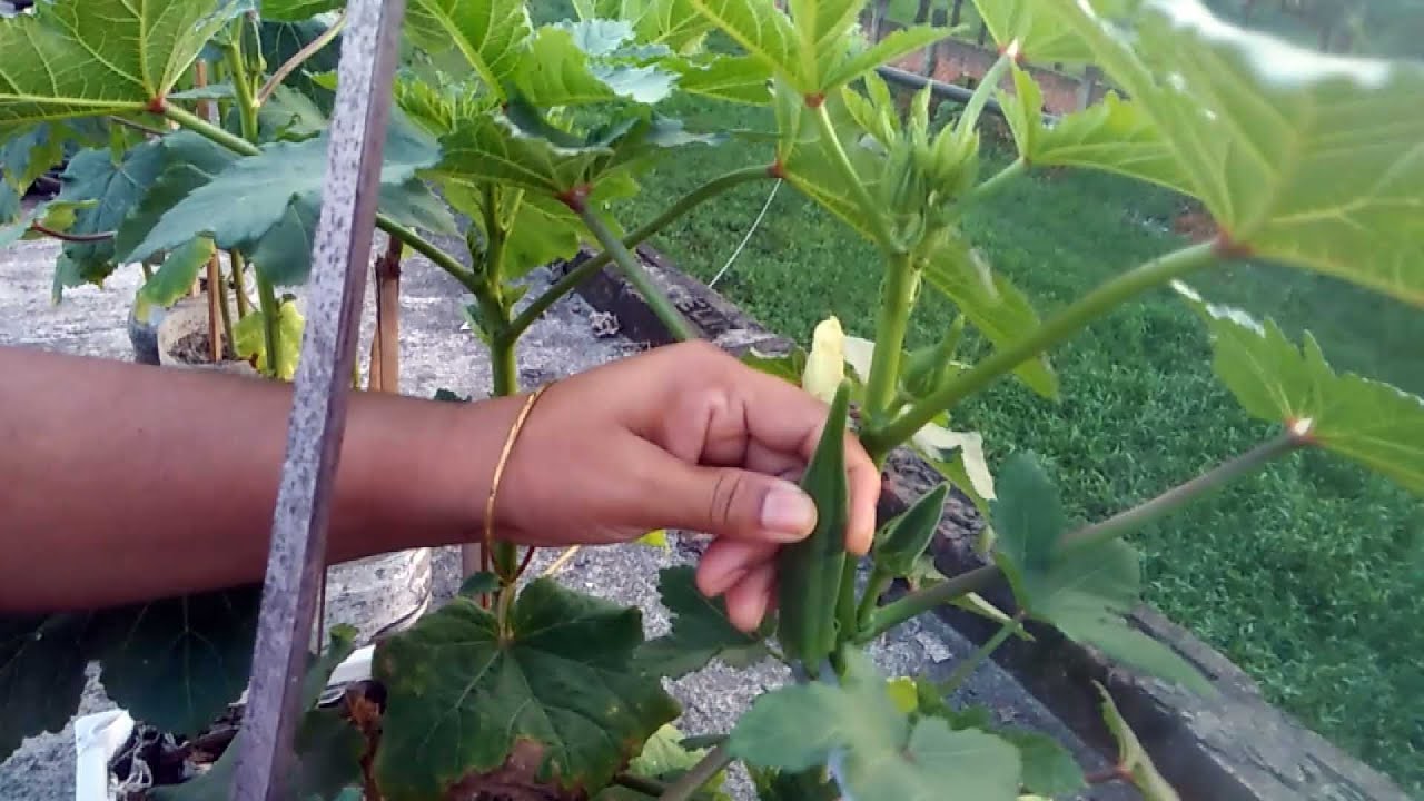 How To Grow Okra From Seeds At Home // Till Harvest Growing Okra From ...