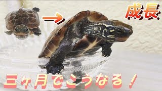 Playtube Pk Ultimate Video Sharing Website
