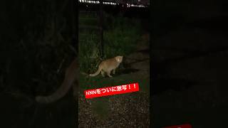 【NNN】ねこねこネットワーク夜間活動