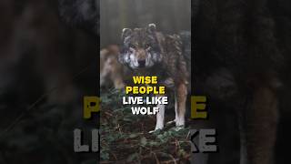 Wise people live like wolf #shorts #motivation #wolf #lonewolfmotivation #trending #viral #foryou
