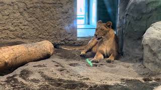 新春　円山動物園ライオン　イト\u0026パーチェ　1月2日10時頃〜11時頃　1時間ノーカット