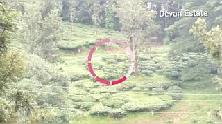 Wild Tiger in Devan Estate near Gudalur