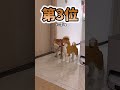 犬さんの動画見て笑ったら寝ろwwwwww