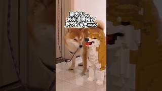 犬さんの動画見て笑ったら寝ろwwwwww