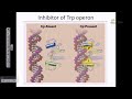 tryptophan operon