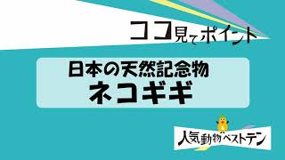 【東山動植物園公式】2020動物ベストテン～ネコギギ～