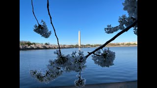 【4K 60fps HDR】DC Tidal Basin Cherry Blossom Complete Walk 2021