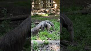 オオアリクイ（大蟻食、Myrmecophaga tridactyla）　Giant anteater