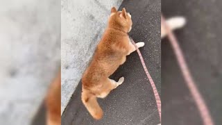 柴犬千夏とのんびりお散歩が出来る動画🐕Take a walk with Shiba Inu Chinatsu🦮ちなさんぽ 21.07.21🐾猫7匹と柴犬1匹の日常 #731 Dog video