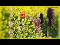 【岁月静好花已开】演唱 :梅朵